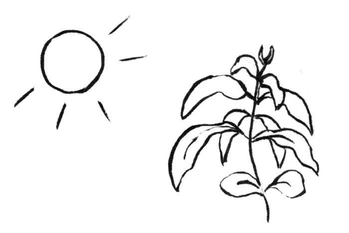 Coffee plant under the sun